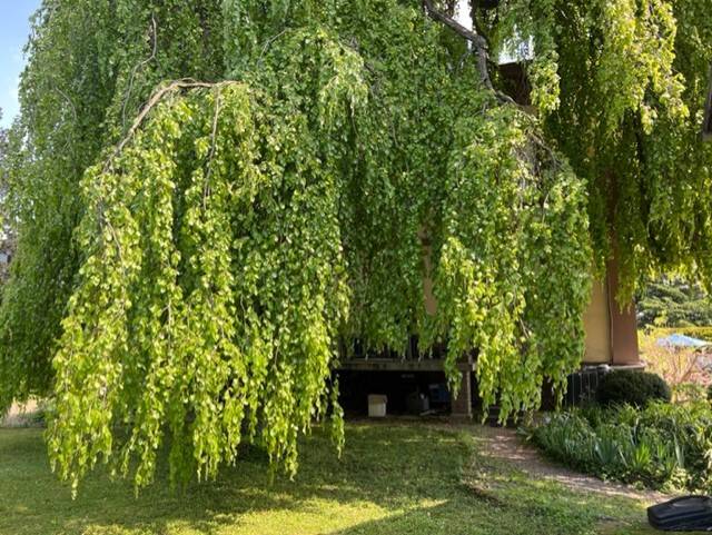 Maison avec terrain à Wissembourg