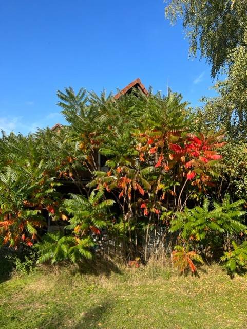 Maison avec terrain à vendre à Salmbach
